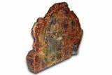 Polished Petrified Wood (Araucarioxylon) - Arizona #352520-2